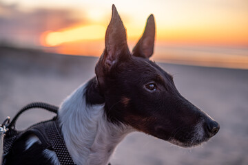 A close-up of a black and white dog at the beach during sunset with vibrant colors in the background