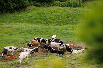 Herd of cows grazing on a green meadow in the Azores. Sao Miguel island, Azores, Portugal, Europe