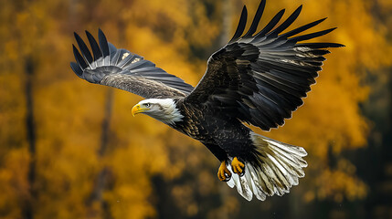 Obraz premium Majestic Bald Eagle Soaring Through Autumnal Forest, Wings Spread Wide in Flight
