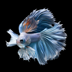 amazing silver Betta fish male with long tail and fins posing against black background. close up. Digital artwork.  Ai generated