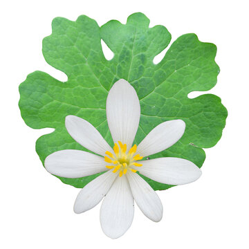 Sanguinaria canadensis | Bloodroot | Native North American Woodland Wildflower Isolated on White Background
