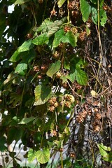 Hop cone. Dioecious Cannabaceae perennial vine. Used in beer brewing to impart aroma and bitterness.