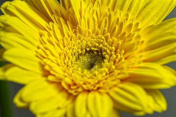 ガーベラの歌う唇