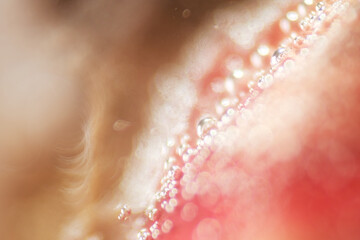 Fototapeta premium Macro shot of particles out from onion and garlic soak in bicarbonate soda water