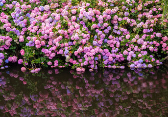 Obraz premium Vibrant Pink and Purple hydrangeas Reflection in Water