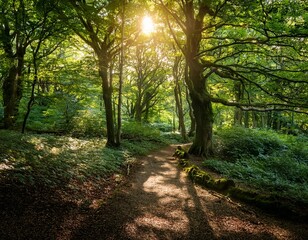 Obraz premium Deep Green Forest With Sunlight Filtering Through the Canopy, Illuminating a Tranquil Path Winding Through Ancient Trees, Captured in Early Morning Light for a Peaceful Nature Landscape