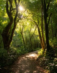 Fototapeta premium Deep Green Forest With Sunlight Filtering Through the Canopy, Illuminating a Tranquil Path Winding Through Ancient Trees, Captured in Early Morning Light for a Peaceful Nature Landscape