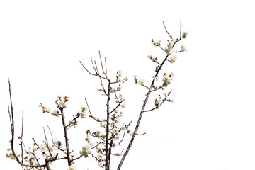 梅の木（花）切り抜き