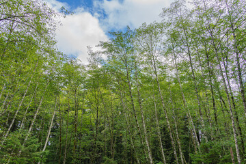 Obraz premium A grove of tall thin trees with green leaves and blue cloudy sky