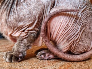 Obraz premium Close-up of a Sphynx cat showing unique skin texture and wrinkles