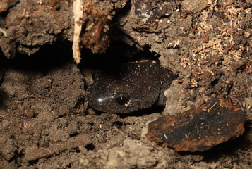 A Jefferson's Salamander (Ambystoma jeffersonianum) pokes its head out of a hole in the ground where it hides for safety. 