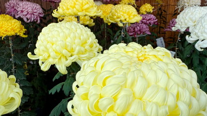 日本の花　菊の花