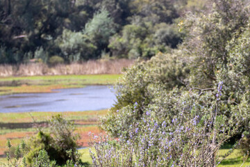 Paisaje del lago
