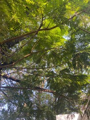Obraz premium forest in the morning
