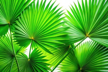Obraz premium Natural Green Fan-Shaped Palm Leaves Isolated on White Background - Macro Photography of Tropical Foliage, Exotic Plant Details, Nature Elements for Home Decor, Backgrounds, and Design