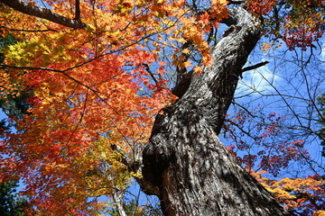 栃木県日光市湯西川の平家の里にあるご神木と鮮やかな色をした紅葉と青空