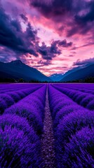 Obraz premium Vibrant purple lavender field at sunset. Serene landscape with mountains in the background.