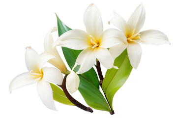 Obraz premium Vanilla. Set tropical flowers on isolated white background, watercolor illustration. Set tropical flowers, Generative AI