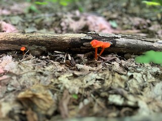 Obraz premium Mushrooms on the Forest Floor 