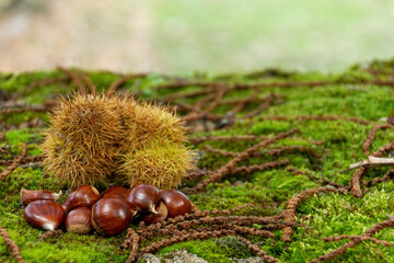 Close-up of a pile of chestnuts and their shells on a blanket of moss.