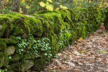 Stone wall covered with green moss and vegetation in a chestnut forest