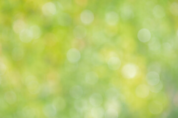 Abstract blurred green nature background.