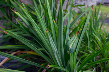 Obraz premium Vibrant image of the pandan plant (Pandanus amaryllifolius) thriving in a tropical setting, showcasing its long, blade-like leaves that grow in fan-shaped bunches. 