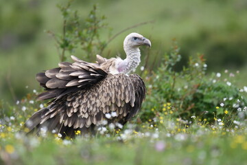 Fototapeta premium vulture in the wild