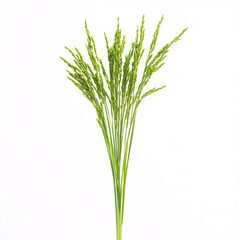 Obraz premium A close-up of green, flowering grass with slender stems and tiny buds, showcasing a natural, vibrant, and fresh botanical element.