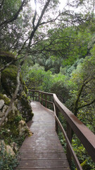 Mystical forest at Rio de Mouros pathway in Condeixa, Coimbra Portugal