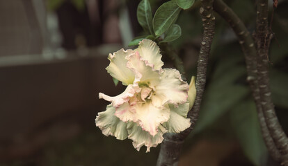 Cream adenium flower with pink edges, blooming with elegant ruffled petals in sunlight. Desert rose...