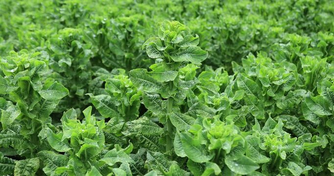Green stem lettuce crops in garden