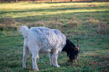 Obraz premium goat in the meadow