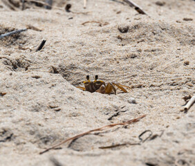 crab peeking out of sand