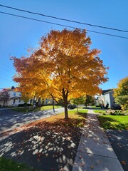 autumn trees in the park