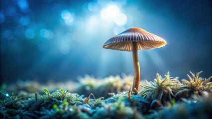 Fototapeta premium A Single Mushroom Stands Tall Amidst a Bed of Moss, Bathed in the Soft Light of the Setting Sun