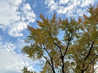 Fototapeta premium trees in the sky