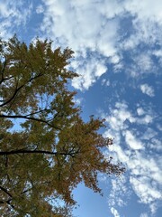 Obraz premium sky and clouds