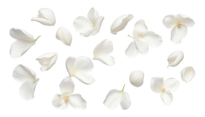 flying white petals isolated on transparent background cutout