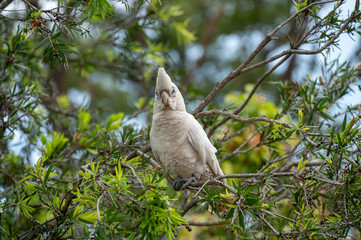 Short-billed Corella perched in a tree