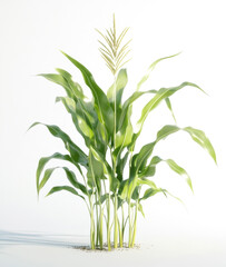 Obraz premium Corn plant isolated on a white background for garden design.