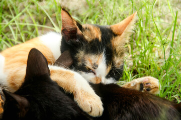 Mother cat nursing her kittens in a place filled with grass 