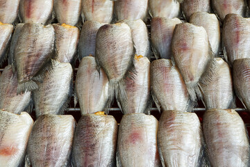 Obraz premium dried gourami fish premium size arranged beautifully