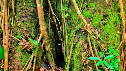 Roots of tree with green moss on in the tropical forest background.