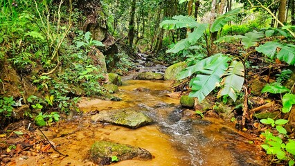 Stream form waterfall , tree, fern ,moss at the rain forest landscape.