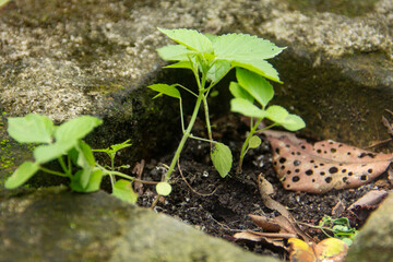 Laportea or stinging nettle is a plant that can cause itching, it is a plant that lives on top of humus soil