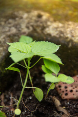 Laportea or stinging nettle is a plant that can cause itching, it is a plant that lives on top of...