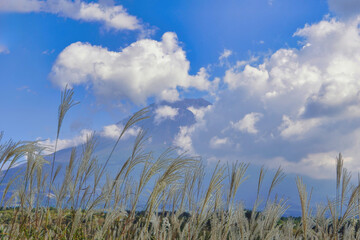 Obraz premium 青空に映えるススキと富士山