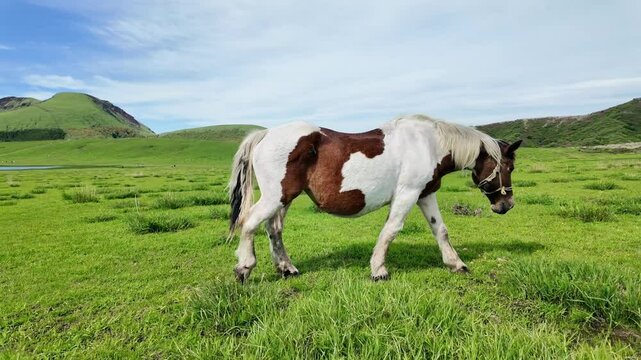 馬、放牧、牧場、動物、草原、ウマ、牧草、食べる、食事、サファリパーク、動物園、えさ、餌、牧草地、アップ、自然、環境、草食、口、頭、青空、SDGs、サステナビリティ、野生、食物連鎖、生物多様性、平原、風景、景色、パノラマ、展望、地平線、もぐもぐ、かわいい、競走馬、乗馬クラブ、馬肉、家畜、飼育、日本、旅行、観光、レジャー、観察、ペット、広い、放し飼い、干支、午年、野原