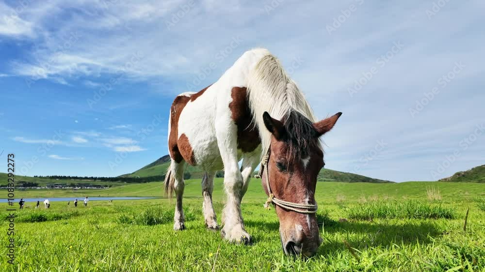 Poster 馬、牧場、動物、草原、放牧、ウマ、食べる、牧草地、食事、飼育、自然、環境、野生、ローアングル、地平線、パノラマ、青空、SDGs、畜産業、牧畜、家畜、放し飼い、観光、旅行、観光客、サファリパーク、動物園、風景、景色、草食、草、平原、食む、もぐもぐ、競走馬、乗馬、広角、草地、放牧地、サステナビリティ、屋外、牧草、晴れ、干支、迫力、午年、酪農、畜産、野原、散歩